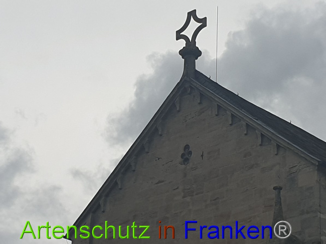 © Artenschutz in Franken® Bild zum Eintrag (1051946-160)