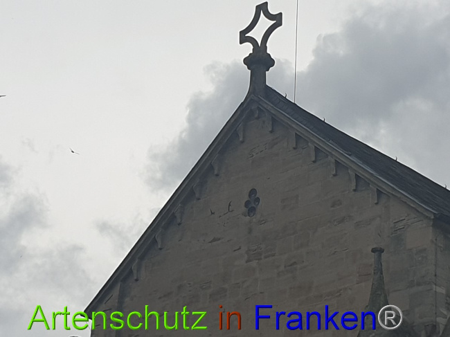 © Artenschutz in Franken® Bild zum Eintrag (1051947-160)