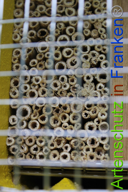 © Artenschutz in Franken® Bild zum Eintrag (1052218-160)