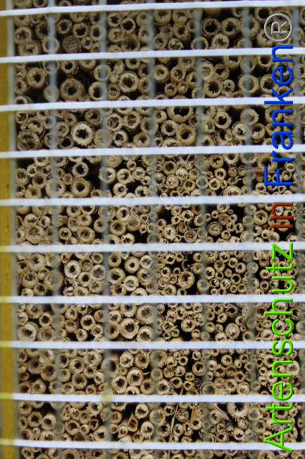 © Artenschutz in Franken® Bild zum Eintrag (1052220-160)