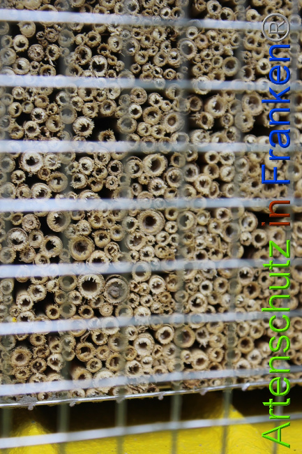 © Artenschutz in Franken® Bild zum Eintrag (1052221-160)