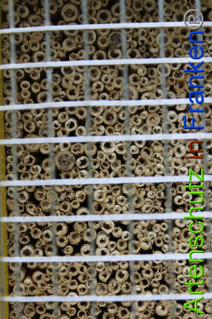 © Artenschutz in Franken® Bild zum Eintrag (1052222-160)