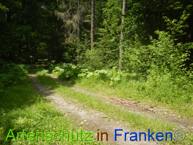 © Artenschutz in Franken® Bild zum Eintrag (1052296-160)