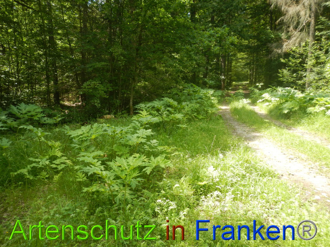 © Artenschutz in Franken® Bild zum Eintrag (1052297-160)