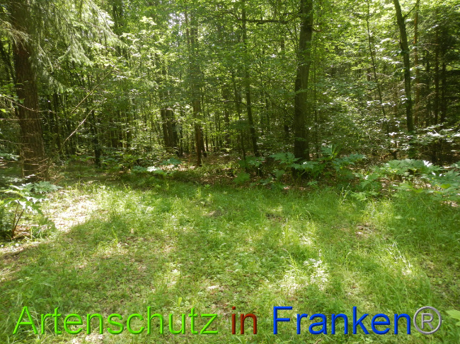 © Artenschutz in Franken® Bild zum Eintrag (1052298-160)