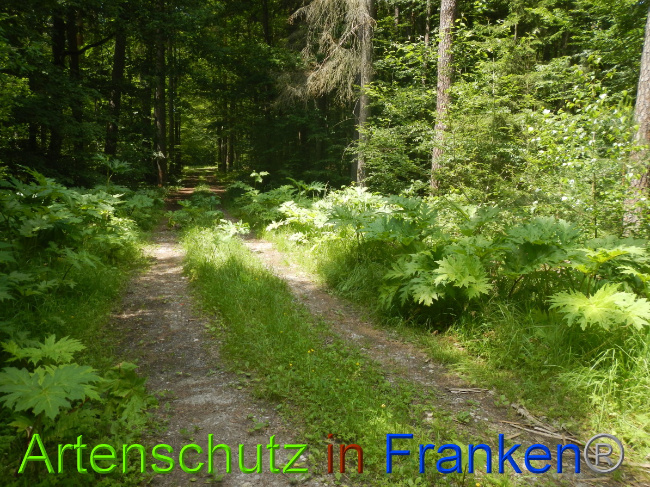 © Artenschutz in Franken® Bild zum Eintrag (1052300-160)