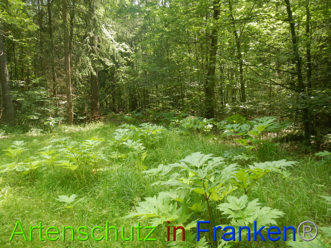 © Artenschutz in Franken® Bild zum Eintrag (1052301-160)