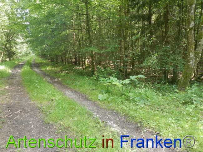 © Artenschutz in Franken® Bild zum Eintrag (1052302-160)