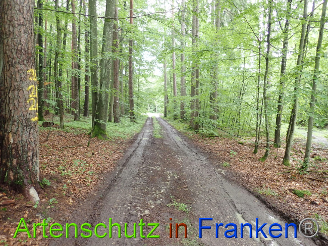 © Artenschutz in Franken® Bild zum Eintrag (1052308-160)
