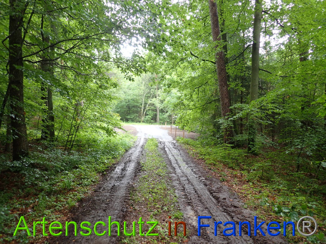 © Artenschutz in Franken® Bild zum Eintrag (1052309-160)