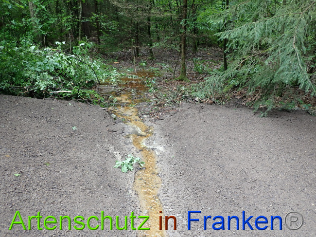 © Artenschutz in Franken® Bild zum Eintrag (1052319-160)