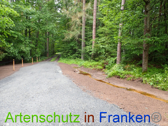 © Artenschutz in Franken® Bild zum Eintrag (1052324-160)