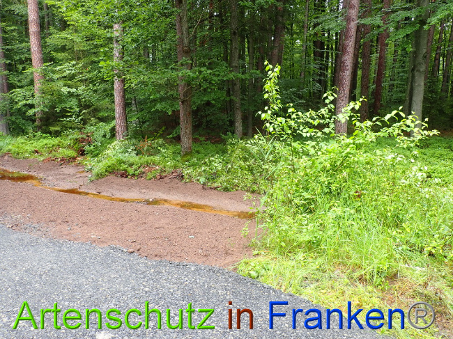 © Artenschutz in Franken® Bild zum Eintrag (1052325-160)