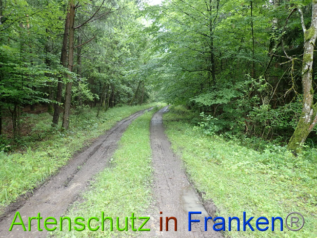 © Artenschutz in Franken® Bild zum Eintrag (1052334-160)
