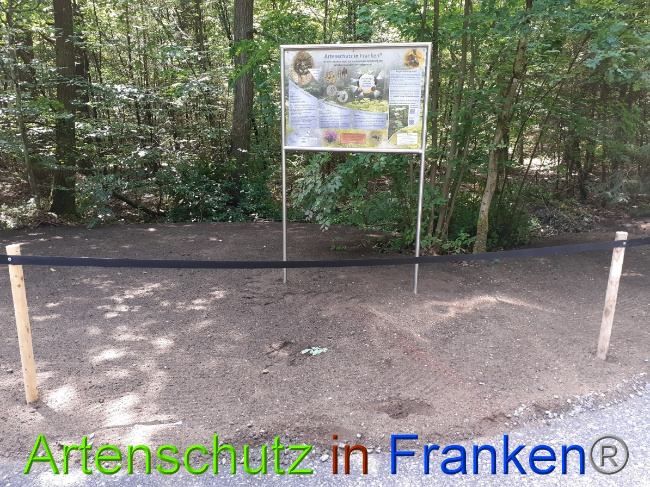 © Artenschutz in Franken® Bild zum Eintrag (1052403-160)