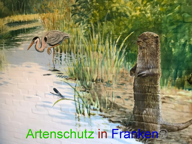 © Artenschutz in Franken® Bild zum Eintrag (1052622-160)