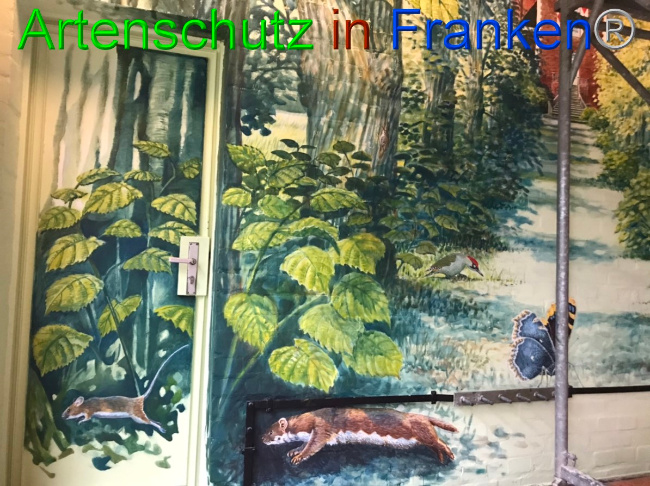 © Artenschutz in Franken® Bild zum Eintrag (1052908-160)
