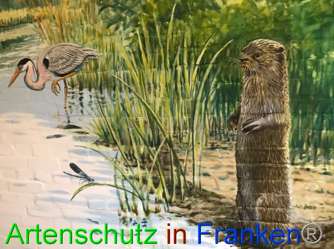 © Artenschutz in Franken® Bild zum Eintrag (1052911-160)