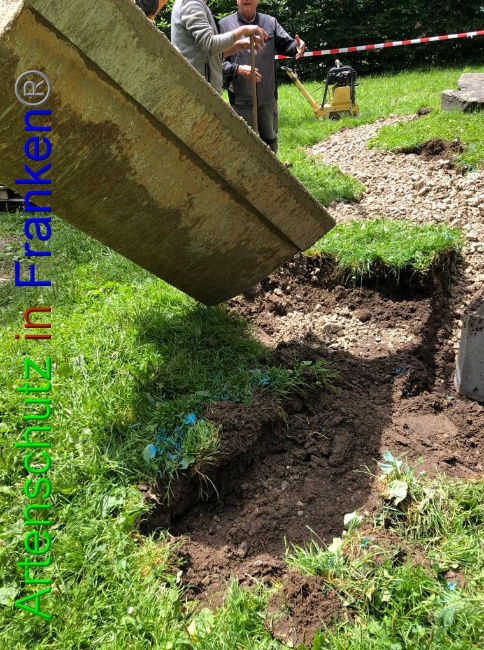 © Artenschutz in Franken® / Krautwurst Bild zum Eintrag (1053018-160)