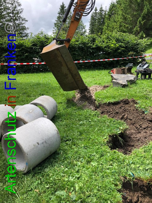 © Artenschutz in Franken® Bild zum Eintrag (1053021-160)