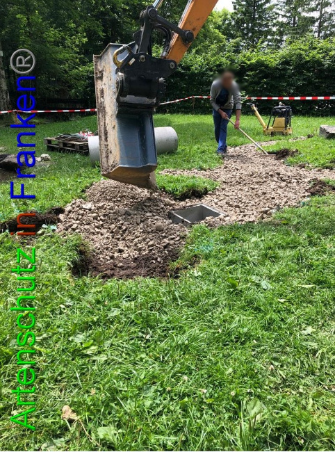 © Artenschutz in Franken® / Krautwurst Bild zum Eintrag (1053032-160)