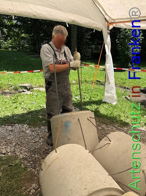© Artenschutz in Franken® / Krautwurst Bild zum Eintrag (1053273-160)