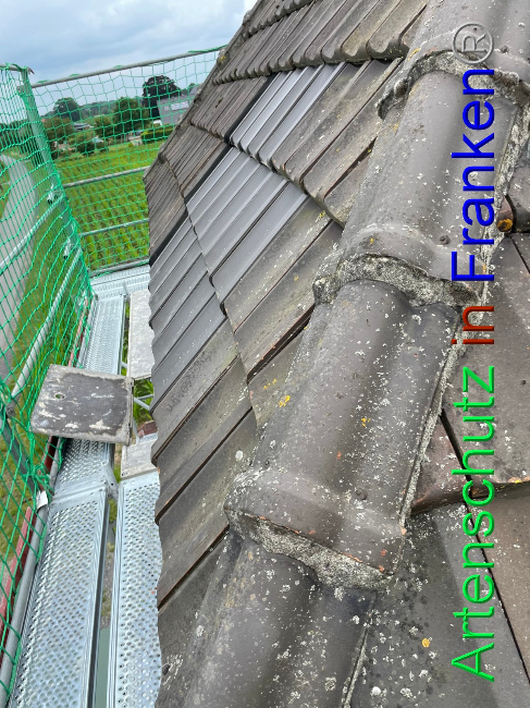 © Artenschutz in Franken® / Vehoff Bild zum Eintrag (1053322-160)
