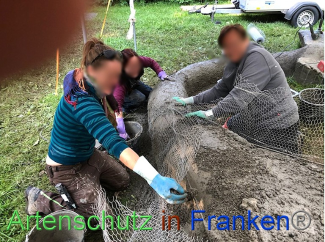 © Artenschutz in Franken® / Krautwurst Bild zum Eintrag (1053395-160)
