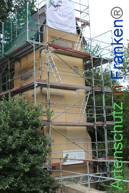 © Artenschutz in Franken® / VUS - Arndt Bild zum Eintrag (1053412-160)