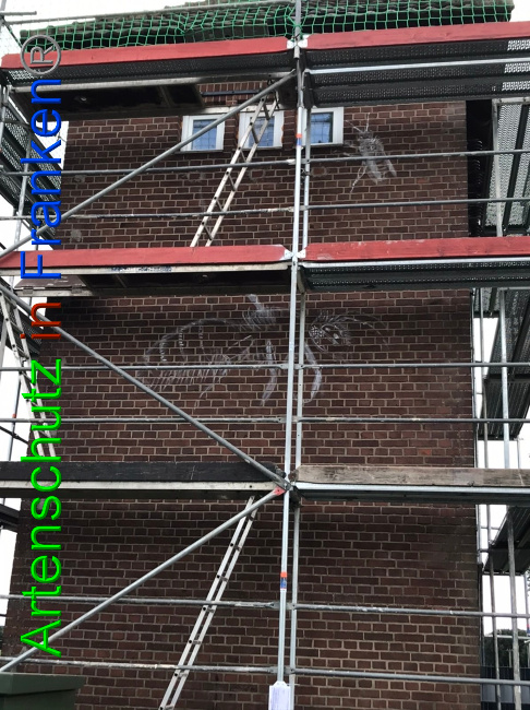 © Artenschutz in Franken® Bild zum Eintrag (1053656-160)