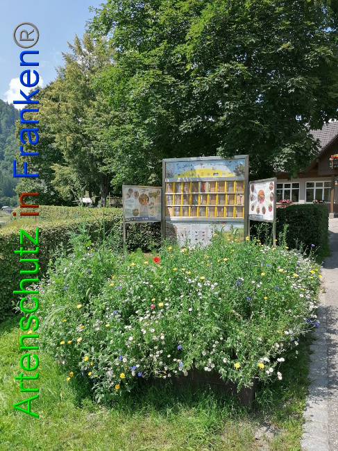 © Artenschutz in Franken® / Lais Bild zum Eintrag (1053679-160)