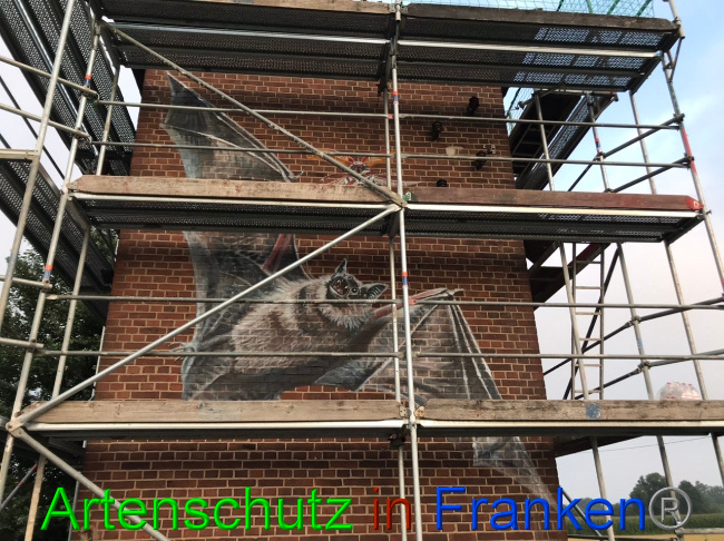 © Artenschutz in Franken® Bild zum Eintrag (1053693-160)
