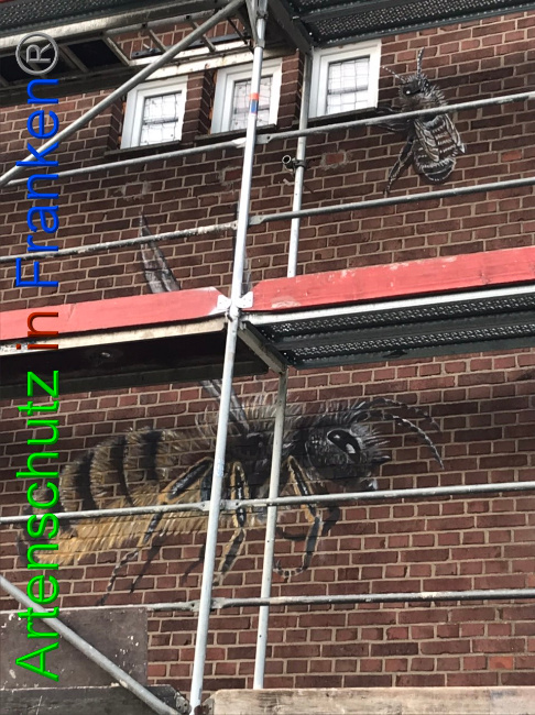 © Artenschutz in Franken® Bild zum Eintrag (1053694-160)