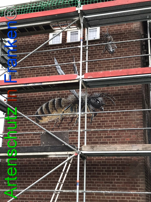 © Artenschutz in Franken® Bild zum Eintrag (1053724-160)