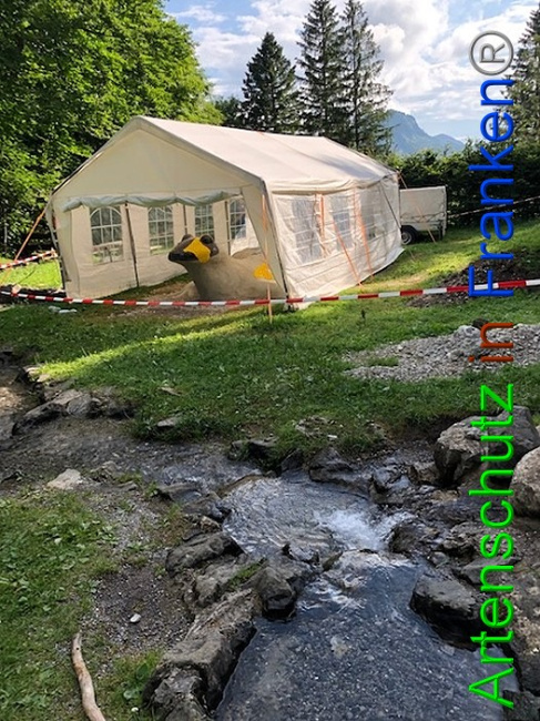 © Artenschutz in Franken® / Krautwurst Bild zum Eintrag (1053731-160)