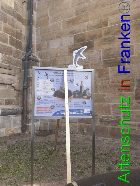 © Artenschutz in Franken® Bild zum Eintrag (1053935-160)