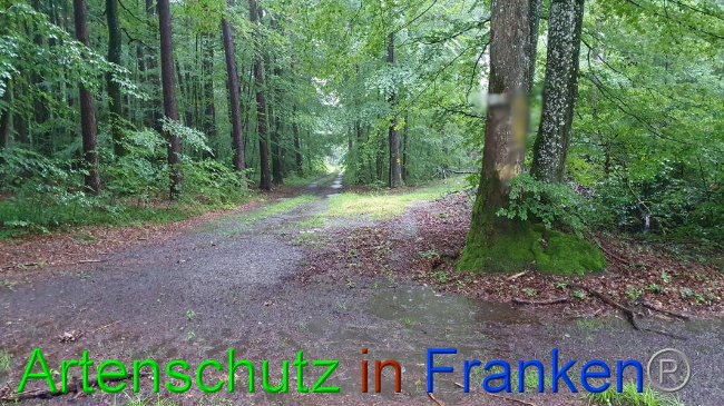 © Artenschutz in Franken® Bild zum Eintrag (1054612-160)