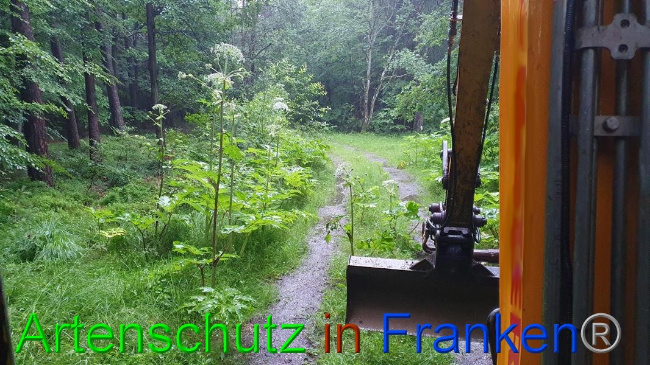 © Artenschutz in Franken® Bild zum Eintrag (1054616-160)