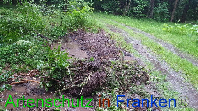 © Artenschutz in Franken® Bild zum Eintrag (1054620-160)