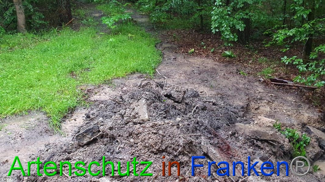 © Artenschutz in Franken® Bild zum Eintrag (1054621-160)