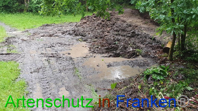 © Artenschutz in Franken® Bild zum Eintrag (1054625-160)