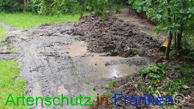 Bild zum Eintrag (1054625-160)