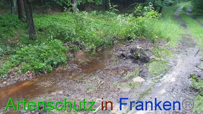 © Artenschutz in Franken® Bild zum Eintrag (1054627-160)