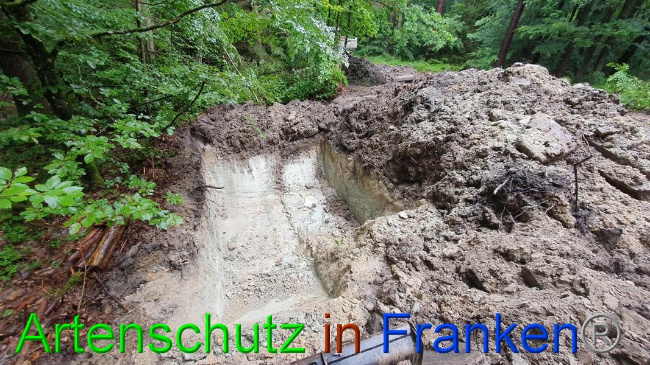 © Artenschutz in Franken® Bild zum Eintrag (1054630-160)