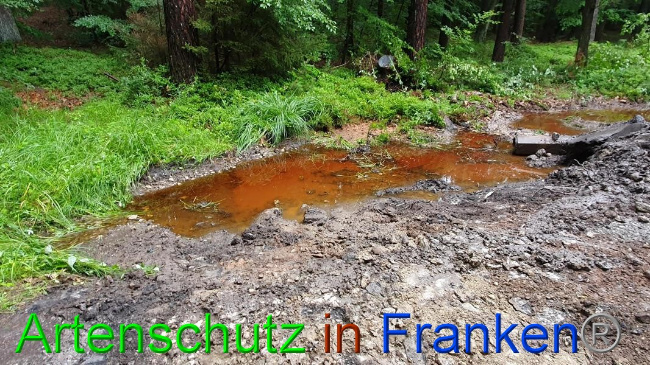 © Artenschutz in Franken® Bild zum Eintrag (1054631-160)