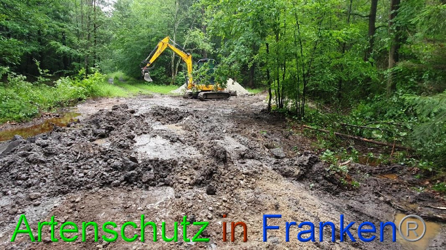 © Artenschutz in Franken® Bild zum Eintrag (1054634-160)