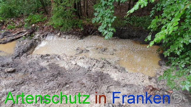 © Artenschutz in Franken® Bild zum Eintrag (1054636-160)