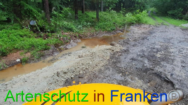 © Artenschutz in Franken® Bild zum Eintrag (1054637-160)