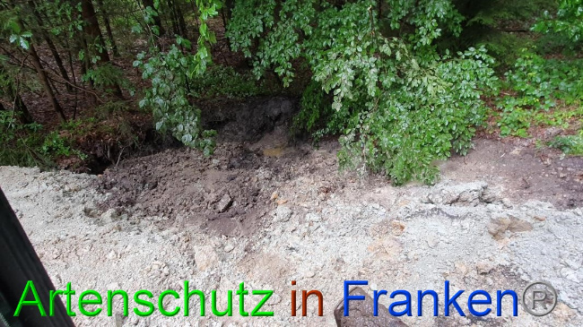 © Artenschutz in Franken® Bild zum Eintrag (1054638-160)
