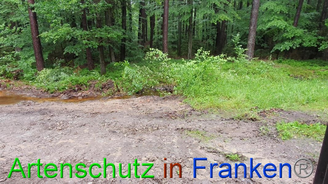 © Artenschutz in Franken® Bild zum Eintrag (1054669-160)